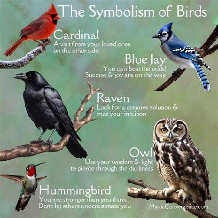 birds, freedom, meaning, smbolism, spiritual, spirituality, eagle