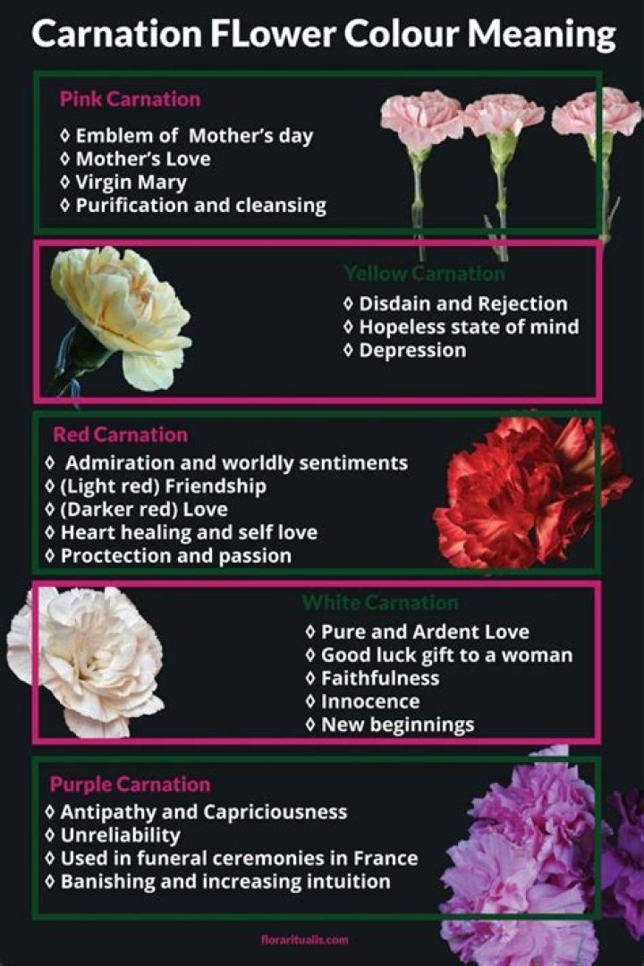 Carnation Flower Meaning and Symbolism Symbol Sage