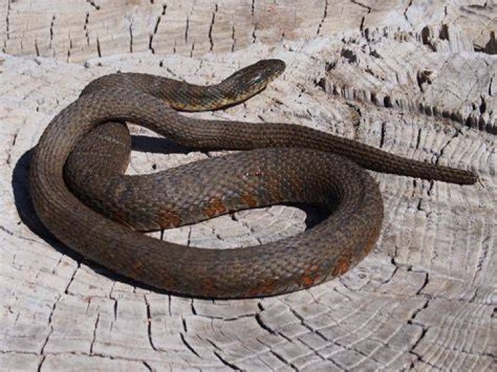 Colorado Snakes Northern Water Snake Nerodia sioedon Colorado Herping
