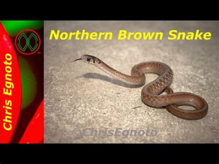 Dekay’s Brownsnake PA HERP IDENTIFICATION
