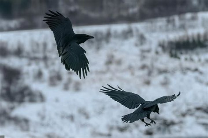 Soaring High Odin&rsquo;s Ravens Review GAMING TREND